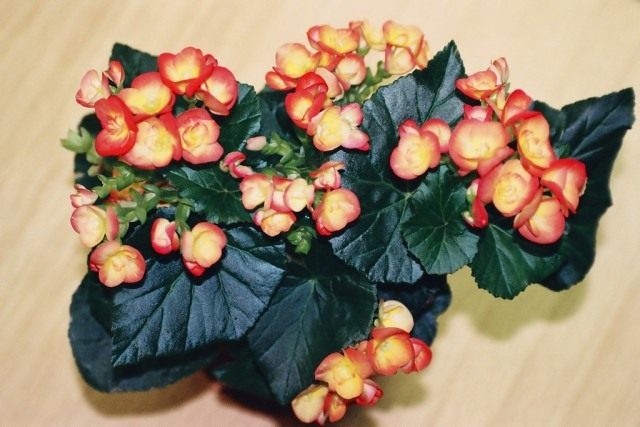 Бегония зимующая 'Filur' (Begonia hiemalis 'Filur')