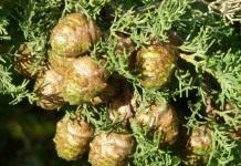 Кипарис (Cupressus)