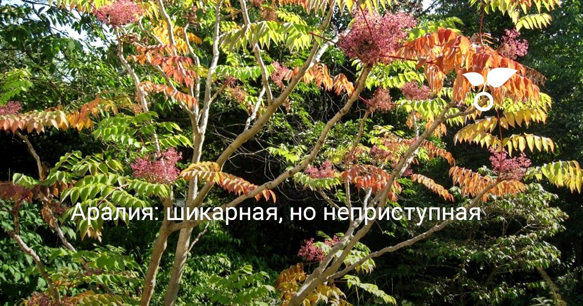 Аралия: шикарная, но неприступная. Уход, выращивание, размножение. Фото ...