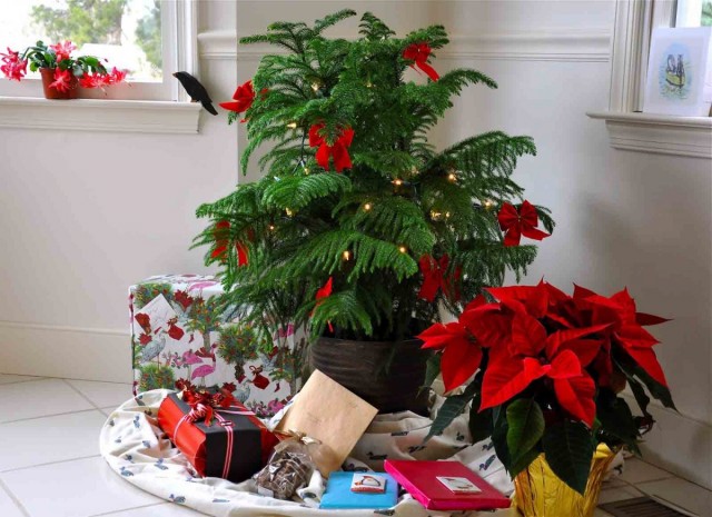 Живая новогодняя елка — восхитительная араукария