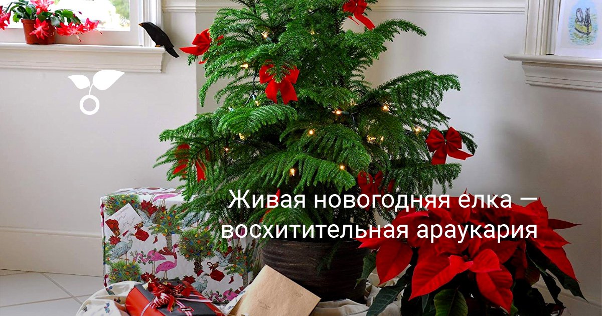 Живая новогодняя елка — восхитительная араукария. Уход в домашних ...