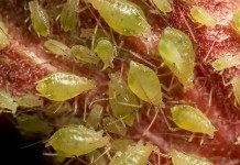 Тля (Aphids)
