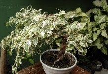 Фикус Бенджамина пёстролистная форма