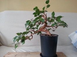 Фикус Бенджамина в домашних условиях. Уход, выращивание, размножение ...