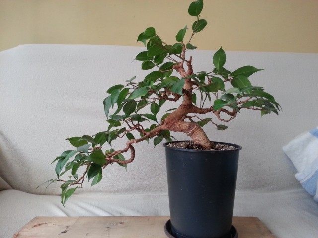 Фикус Бенджамина (Ficus benjamina)