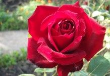 Розы Людмилы Буреевой, участницы конкурса "Мои летние победы" на Ботаничка.ru