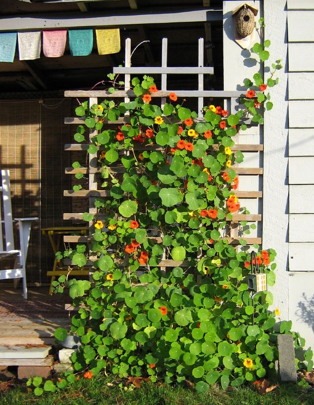 10 лучших быстрорастущих вьющихся цветов для забора, арок и шпалер на даче (30 фото)