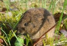 Полевка обыкновенная (Vole)