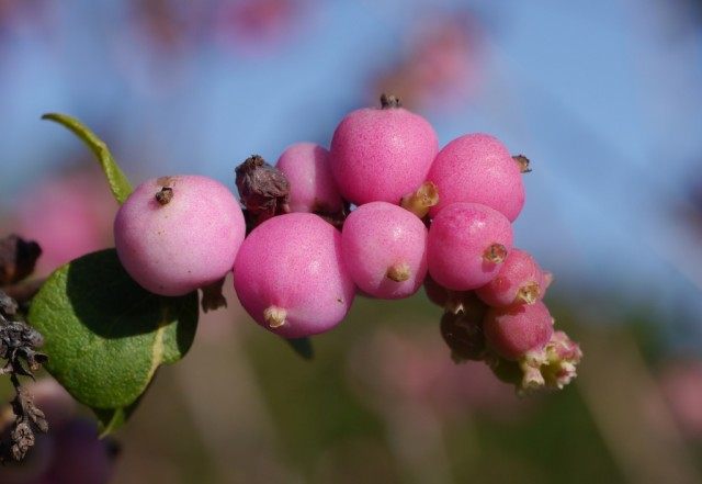 Розовые ягоды снежноягодника мелколистного (Symphoricarpos microphyllus)