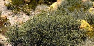 Симмондсия китайская, Хохоба, или Жожоба (Simmondsia chinensis)
