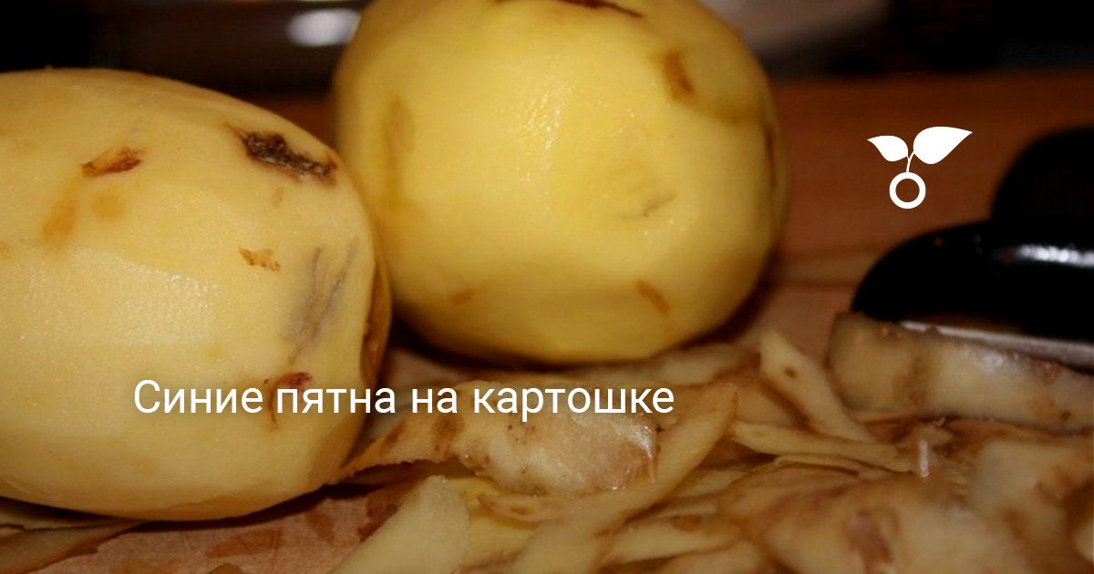 Картошка чернеет что делать. Темные пятна на картошке. Потемнение картофеля. Почернение клубней картофеля. Потемнение мякоти картофеля.