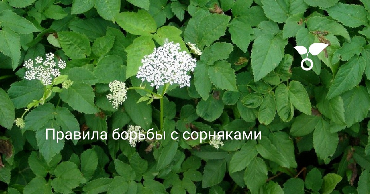 Правила борьбы с сорняками . Самые злостные сорняки. Как избавиться ...