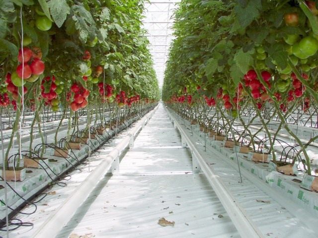 Выращивание томатов с помощью гидропоники 