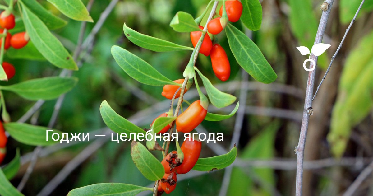 Годжи — целебная ягода . Дереза. Полезные свойства. Уход, выращивание ...