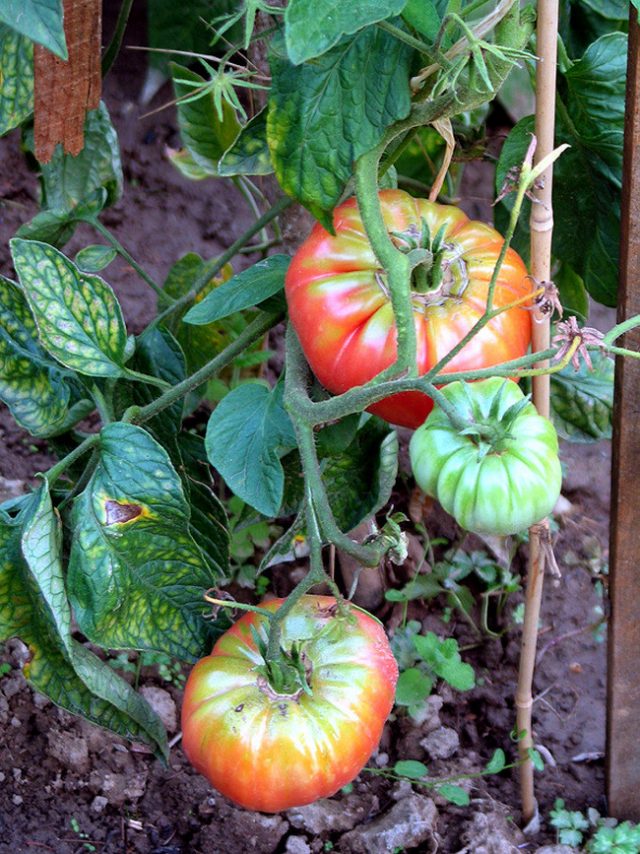 Созревание томатов