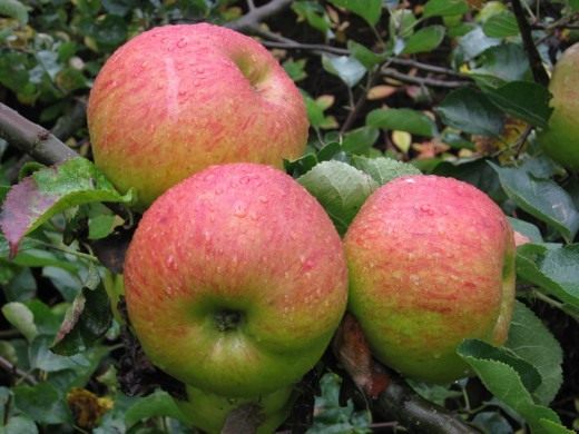 Яблоки сорта Брамли