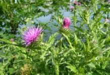 Чертополох колючий (Carduus acanthoides)
