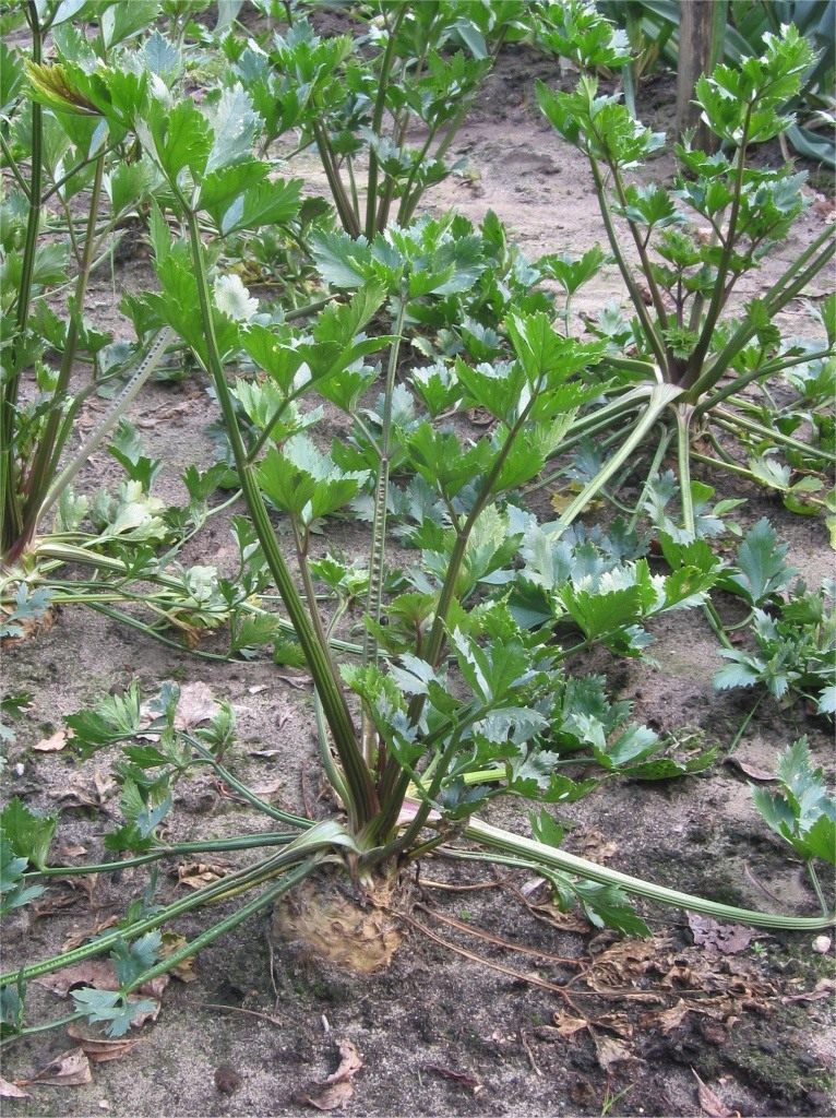 Агротехника корневого сельдерея. Уход, выращивание, хранение. Фото —Ботаничка