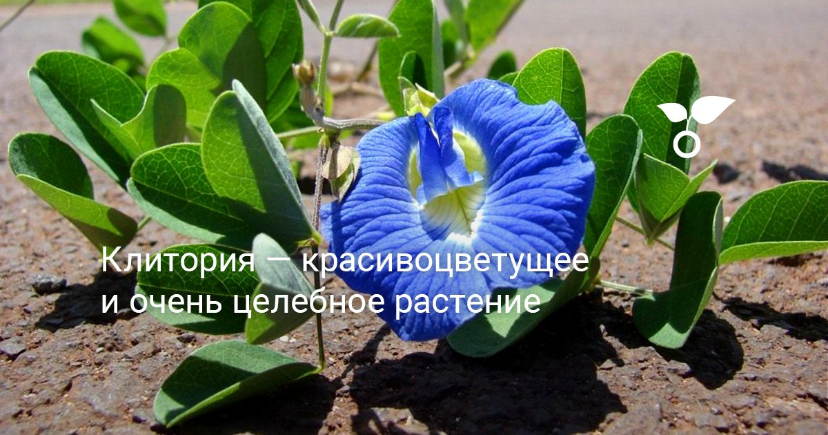 Клитория: описание цветка, фото, особенности выращивания - полезная информация