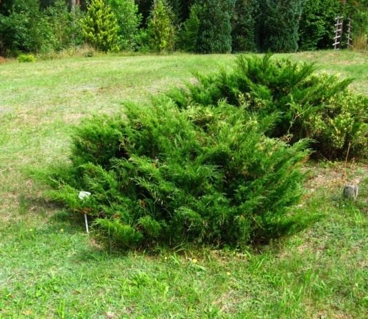 Можжевельник казацкий (Juniperus sabina)