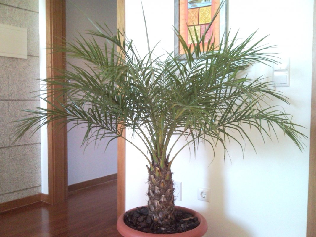Выращивание финиковой пальмы из косточки: посадка и уход в домашних условиях