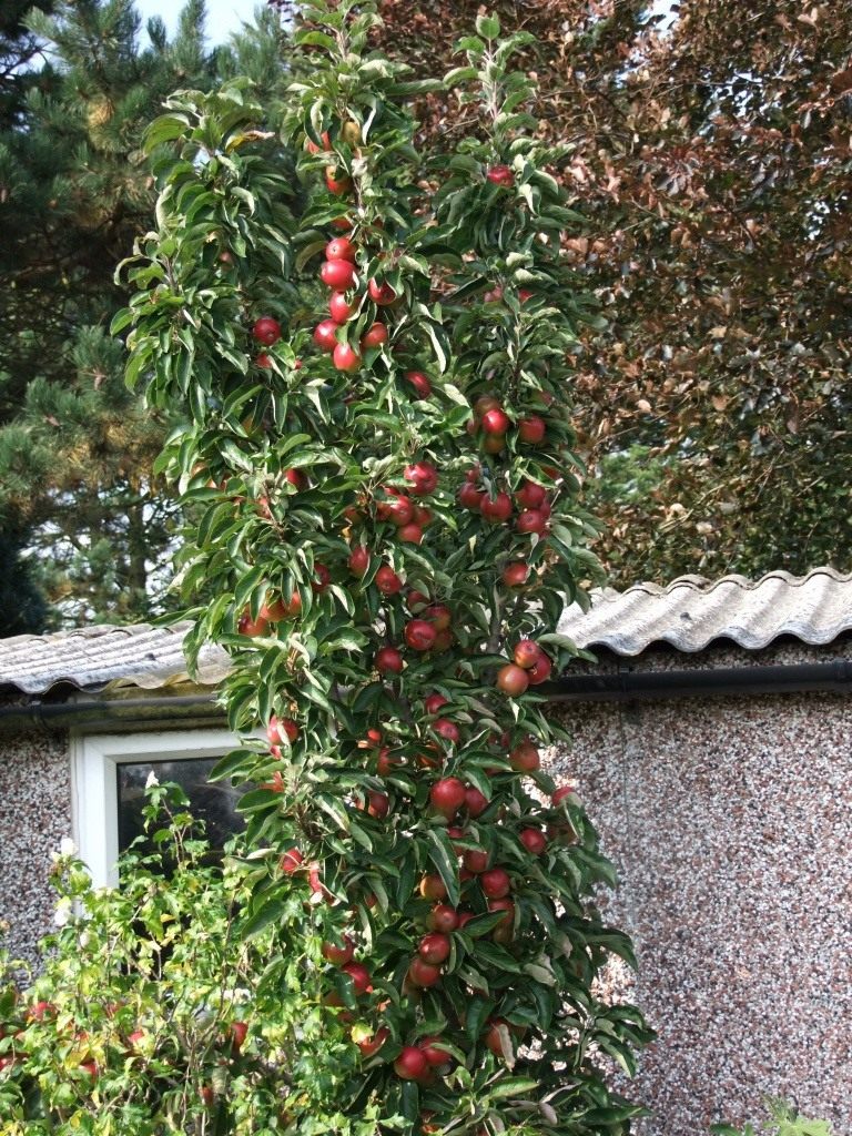 Карликовые, или колонновидные яблони – путь к высокому урожаю