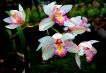 Орхидея — самая приспособленная группа растений на земле