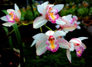 Орхидея — самая приспособленная группа растений на земле