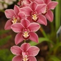 Орхидея «каттлея»