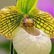 Орхидея «пафиопедилум»