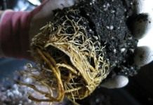 Выньте аккуратно пересаживаемое растение из горшка