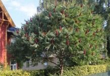 Сумах оленерогий, или Уксусное дерево (Rhus thyphina)