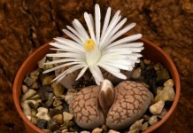 Литопс карасский (Lithops karasmontana)