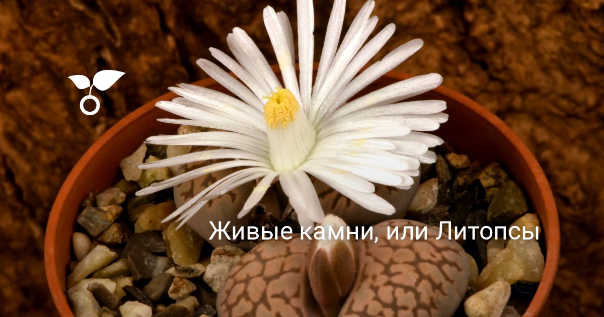 Живые камни, или Литопсы. Уход и содержание в домашних условиях. Фото ...