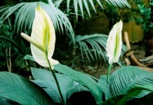 Спатифиллум, или Спатифиллюм (Spathiphyllum)