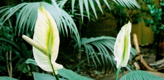 Спатифиллум, или Спатифиллюм (Spathiphyllum)
