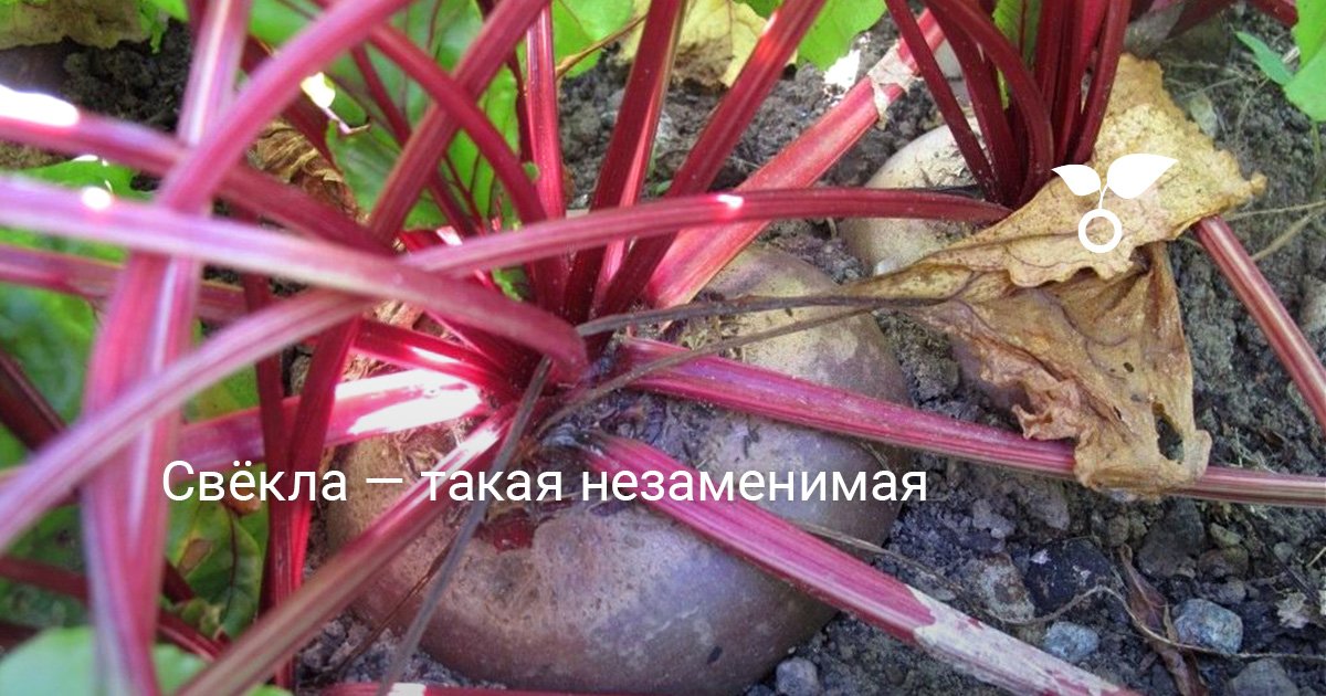 Свёкла — такая незаменимая. Выращивание, история, биология. Фото ...