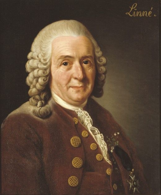 Портрет Карла Линнея работы Александра Рослина (1775)