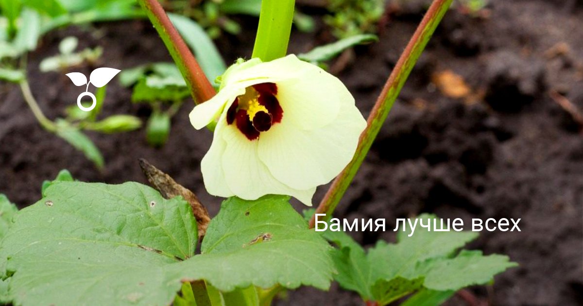 Бамия лучше всех. Полезные свойства. Фото — Ботаничка