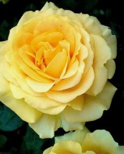Чайногибридная роза «Cappucino»
