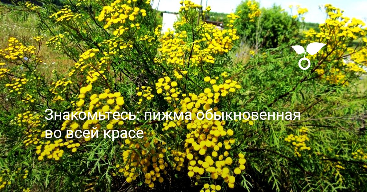 Знакомьтесь: пижма обыкновенная во всей красе. Полезные свойства. Фото ...