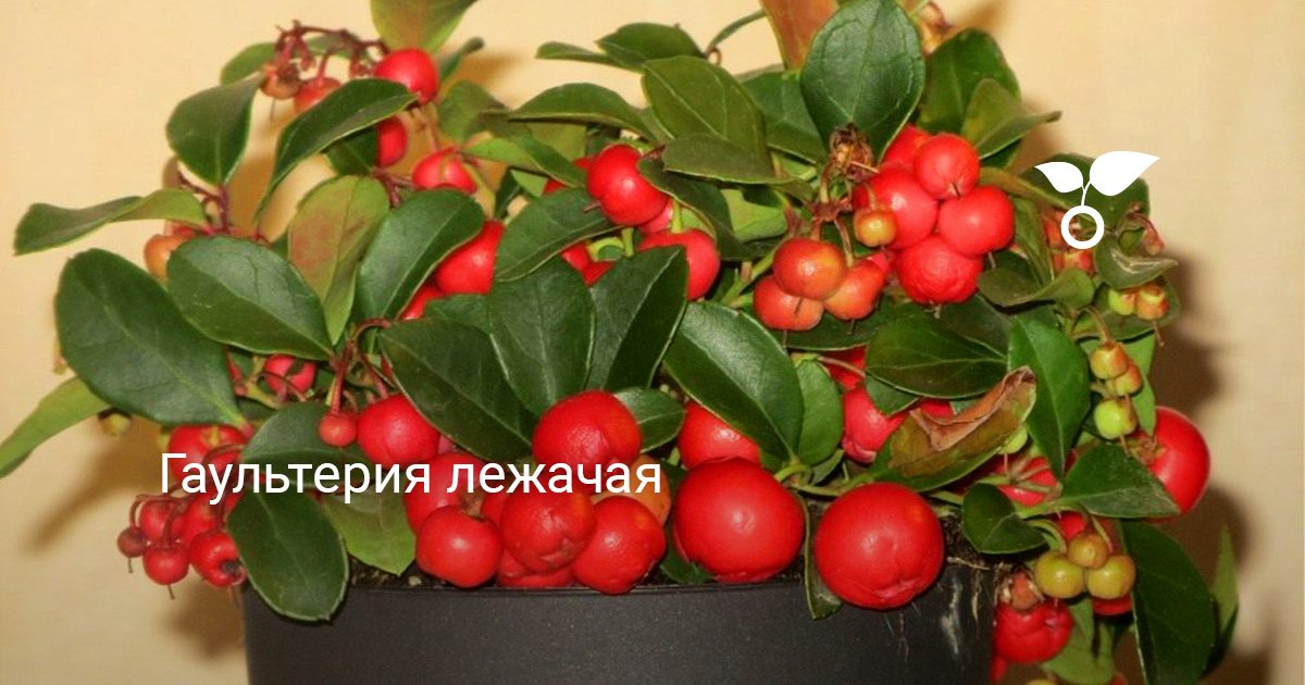 Гаультерия лежачая. Выращивание, уход, размножение. Фото — Ботаничка