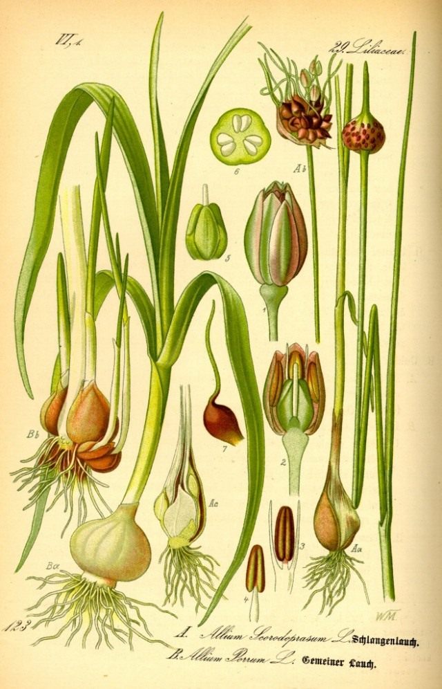 Лук причесночный (справа). Ботаническая иллюстрация из книги О. В. Томе «Flora von Deutschland, Österreich und der Schweiz», 1885