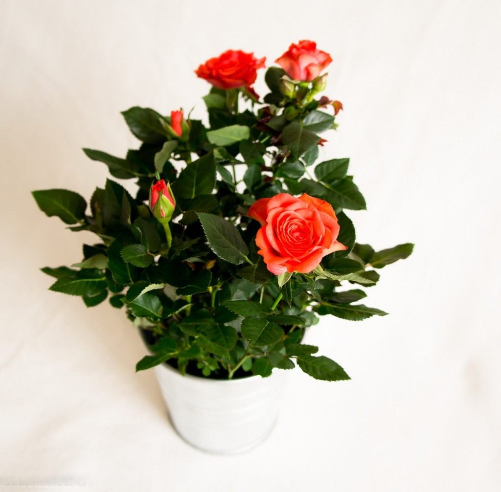 Как пересадить комнатную розу: сроки и правила, дальнейший уход за цветком
