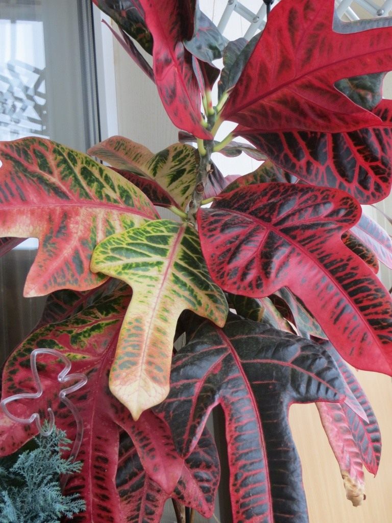 Цветок с зелено красными листьями название фото комнатный