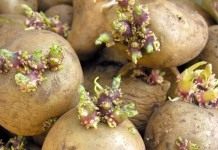 Проверьте семенной картофель
