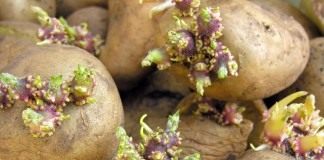 Проверьте семенной картофель