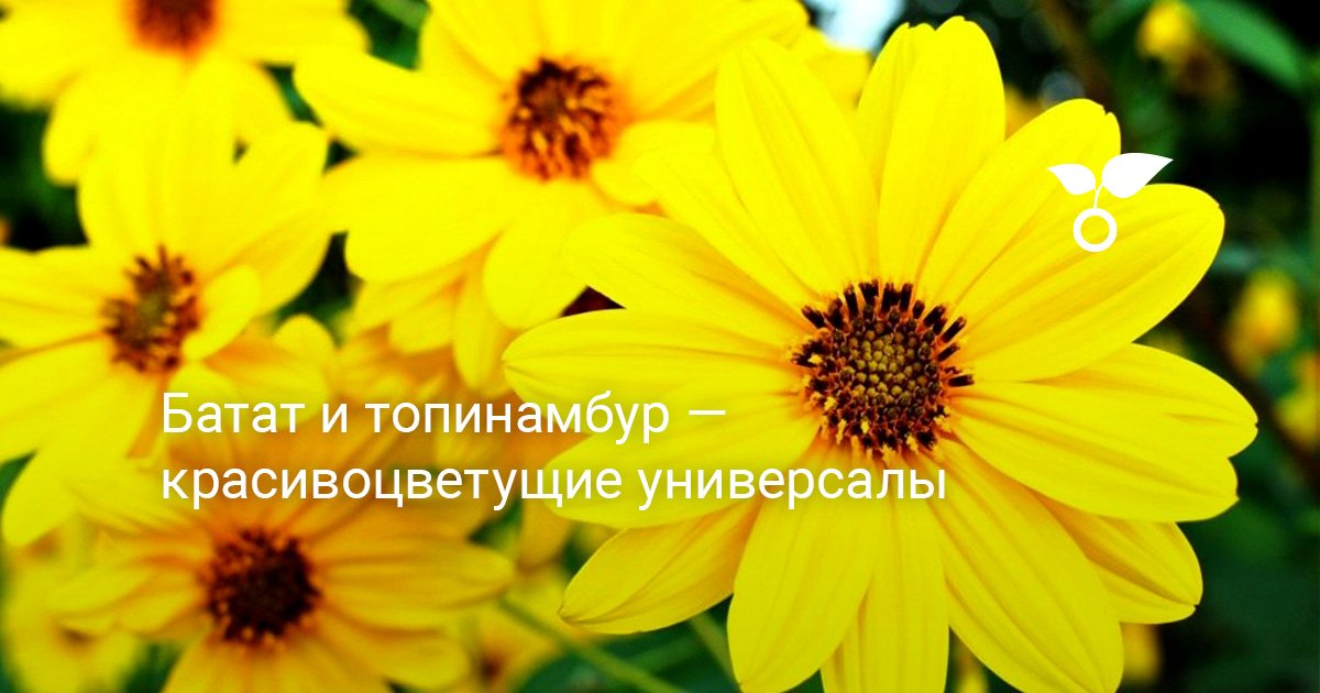 Батат и топинамбур — красивоцветущие универсалы. Выращивание, уход ...