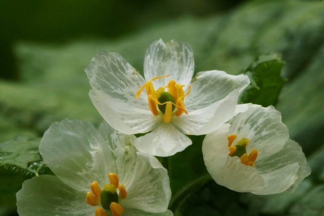 Двулистник — прозрачный цветок