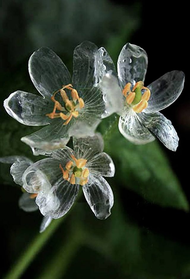 Цветки Двулистника Грея после дождя